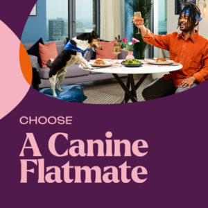 NHG Homes Campaign - Choose a Canine Flatmate