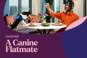 NHG Homes Campaign - Choose a Canine Flatmate